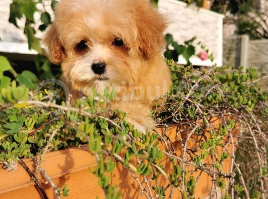 Malti̇poo Bebekler 