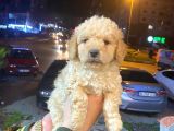 SHOW DÜZEY A KALİTE TOY POODLE YAVRUMUZ