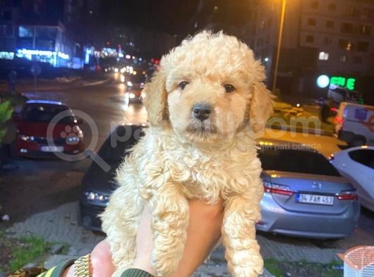 Show Düzey A Kali̇te Toy Poodle Yavrumuz