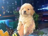 Show Düzey A Kali̇te Toy Poodle Yavrumuz