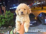 Show Düzey A Kali̇te Toy Poodle Yavrumuz