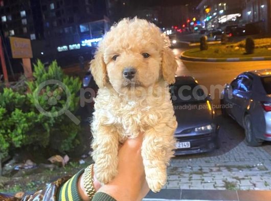 Show Düzey A Kali̇te Toy Poodle Yavrumuz görsel