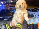 Show Düzey A Kali̇te Toy Poodle Yavrumuz
