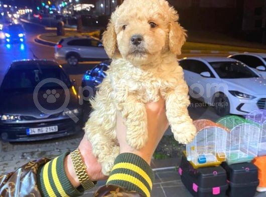 Show Düzey A Kali̇te Toy Poodle Yavrumuz görsel