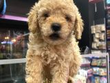 SHOW DÜZEY A KALİTE TOY POODLE YAVRUMUZ