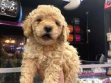 Show Düzey A Kali̇te Toy Poodle Yavrumuz