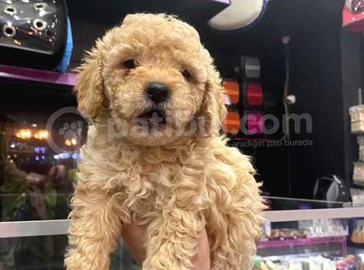 Show Düzey A Kali̇te Toy Poodle Yavrumuz görsel