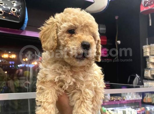 Show Düzey A Kali̇te Toy Poodle Yavrumuz görsel