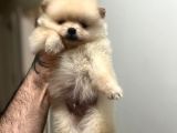 Show Kali̇te Ayi Surat Pomerani̇an Boo Yavrumuz