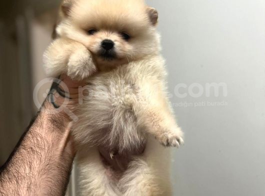 Show Kali̇te Ayi Surat Pomerani̇an Boo Yavrumuz görsel