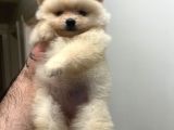 Show Kali̇te Ayi Surat Pomerani̇an Boo Yavrumuz