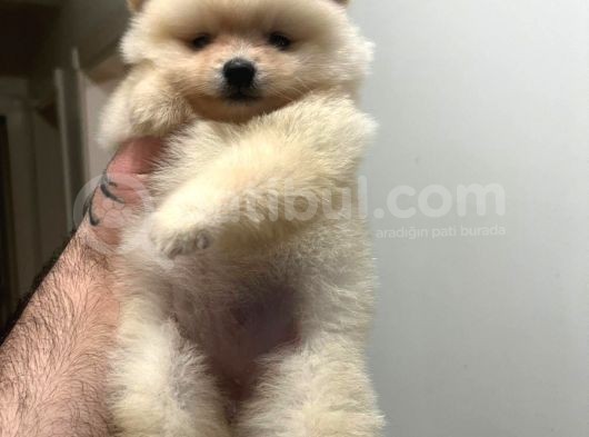 Show Kali̇te Ayi Surat Pomerani̇an Boo Yavrumuz görsel
