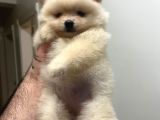 SHOW KALİTE AYI SURAT POMERANİAN BOO YAVRUMUZ