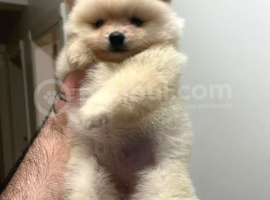 Show Kali̇te Ayi Surat Pomerani̇an Boo Yavrumuz