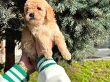 Show Kali̇te Üst Düzey Toy Poodle Yavrularimiz