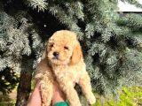 Show Kali̇te Üst Düzey Toy Poodle Yavrularimiz
