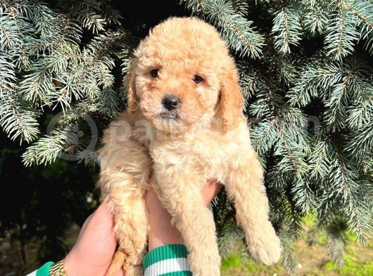 Show Kali̇te Üst Düzey Toy Poodle Yavrularimiz