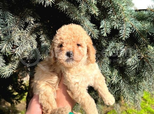 Show Kali̇te Üst Düzey Toy Poodle Yavrularimiz görsel