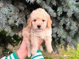 SHOW DÜZEY A KALİTE TOY POODLE YAVRUMUZ