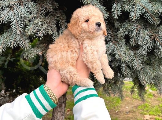 Show Düzey A Kali̇te Toy Poodle Yavrumuz görsel