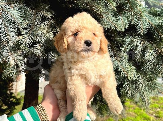 Show Düzey A Kali̇te Toy Poodle Yavrumuz görsel