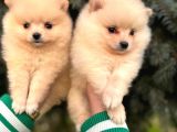 Show Kali̇te Ayi Surat Pomerani̇an Boo Yavrumuz 