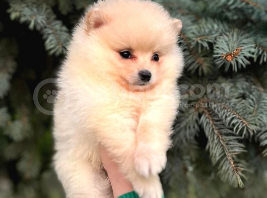 Show Kali̇te Ayi Surat Pomerani̇an Boo Yavrumuz  görsel