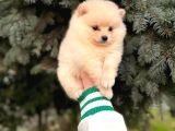 SHOW KALİTE AYI SURAT POMERANİAN BOO YAVRUMUZ 