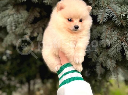 Show Kali̇te Ayi Surat Pomerani̇an Boo Yavrumuz 