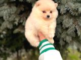 Show Kali̇te Ayi Surat Pomerani̇an Boo Yavrumuz 