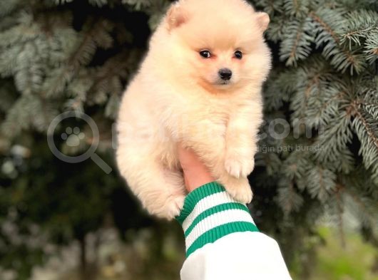 Show Kali̇te Ayi Surat Pomerani̇an Boo Yavrumuz  görsel