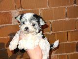 Morkie Cinsi Yavrular 