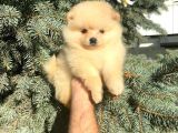 Show Kali̇te Ayi Surat Pomerani̇an Boo Yavrumuz 