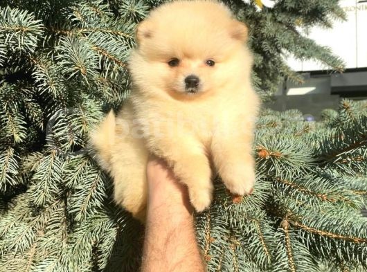 Show Kali̇te Ayi Surat Pomerani̇an Boo Yavrumuz  görsel