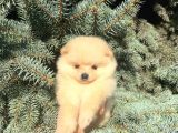Show Kali̇te Ayi Surat Pomerani̇an Boo Yavrumuz 