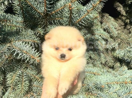 Show Kali̇te Ayi Surat Pomerani̇an Boo Yavrumuz  görsel