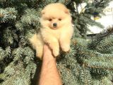 Show Kali̇te Ayi Surat Pomerani̇an Boo Yavrumuz 