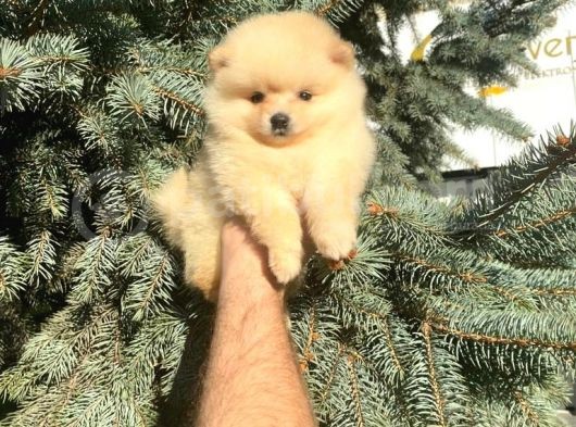 Show Kali̇te Ayi Surat Pomerani̇an Boo Yavrumuz  görsel
