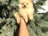 Show Kali̇te Ayi Surat Pomerani̇an Boo Yavrumuz 