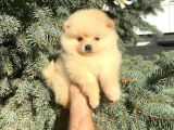 SHOW KALİTE AYI SURAT POMERANİAN BOO YAVRUMUZ 