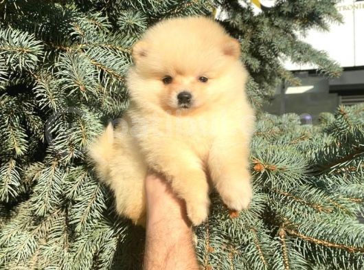 Show Kali̇te Ayi Surat Pomerani̇an Boo Yavrumuz 