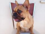 2 Yaşında Dişi French Bulldog