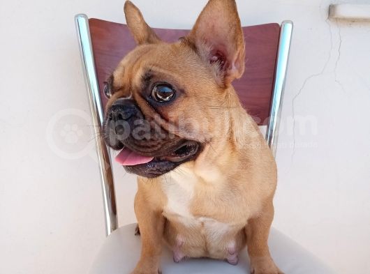 2 Yaşında Dişi French Bulldog