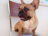 2 Yaşında Dişi French Bulldog