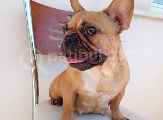 2 Yaşında Dişi French Bulldog görsel