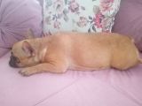 2 Yaşında Dişi French Bulldog