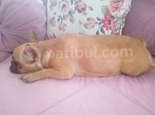 2 Yaşında Dişi French Bulldog görsel