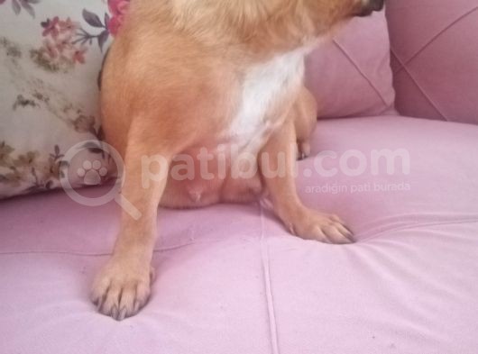 2 Yaşında Dişi French Bulldog görsel