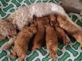 Yılbaşı Hediyesi  Toy Poodle