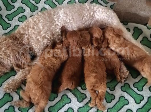 Yılbaşı Hediyesi  Toy Poodle görsel